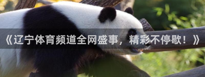 玩球直播官网：《辽宁体育频道全网盛事，精彩不停歇！》